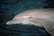 Bottle-nosed Dolphin Magnet