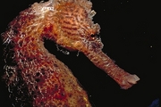 Brown Sea Horse Magnet