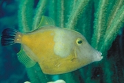 Orange Filefish Magnet