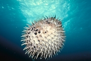 Porcupine Fish Magnet