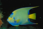 Queen Angelfish Magnet
