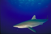 Silky Shark Magnet