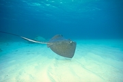 Southern Stingray Magnet
