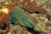Spotfin Parrotfish Magnet