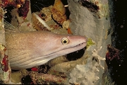 Viper Moray Eel Magnet