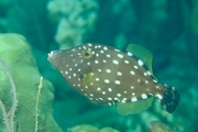 White Spotted Filefish Magnet