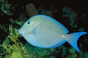 Blue Tang