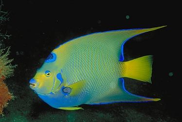 Queen Angelfish