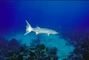 Barracuda picture