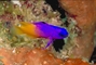 Fairy Basslet picture