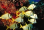 Porkfish picture