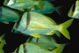 Porkfish picture