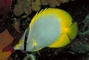 Spotfin Butterfly Fish picture