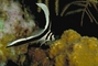 Spotted Drum picture
