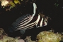 Spotted Drum picture