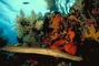 Trumpetfish picture