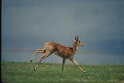 Bohor Reedbuck Poster