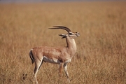 Grant's Gazelle Magnet