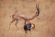Grant's Gazelle Magnet