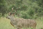 Greater Kudu Poster