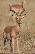 Impala Poster