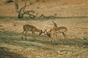 Impala Poster