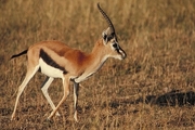 Thomson's Gazelle Poster