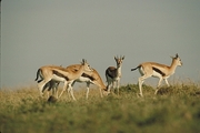 Thomson's Gazelle Magnet