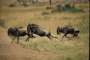 Wildebeest Poster