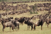 Wildebeest Poster