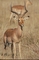 Impala picture