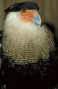 Audubon's Caracara Magnet