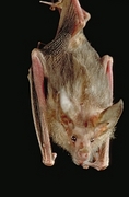 Bat Magnet