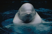 Beluga Whale Magnet