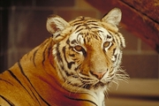 Bengal Tiger Magnet