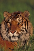 Bengal tiger Mousepad