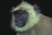 Black-faced monkey Poster