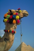 Camel Magnet