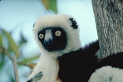 Coquerel's Sifaka Poster