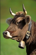 Cow Magnet