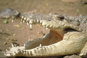 Crocodile Magnet