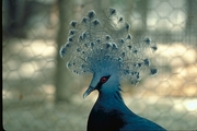 Crowned pigeon Magnet