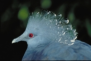 Crowned pigeon Magnet