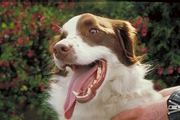 Dog Poster