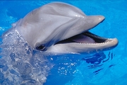Dolphin Mousepad