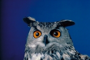Eagle Owl Magnet