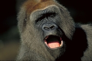 Gorilla Poster