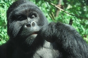 Gorilla Poster