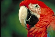 Green-winged Macaw Magnet
