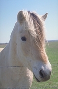 Horse Mousepad
